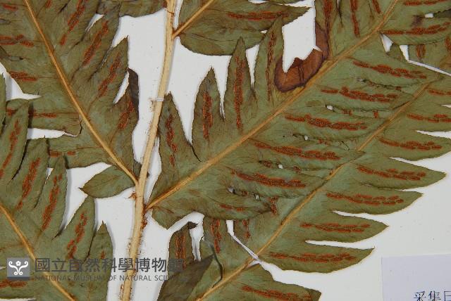 日本狗脊蕨藏品圖，第3張