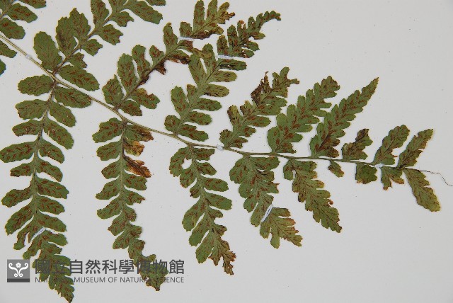 阿里山蹄蓋蕨藏品圖，第3張