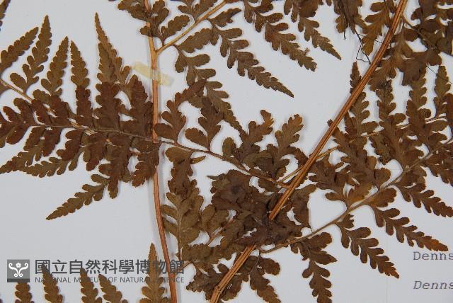 刺柄碗蕨藏品圖，第3張