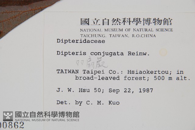 雙扇蕨藏品圖，第2張