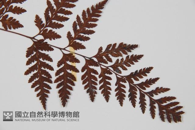 大葉骨碎補、台灣骨碎補、骨碎補藏品圖，第3張