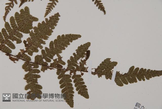 愛德氏肋毛蕨藏品圖，第3張