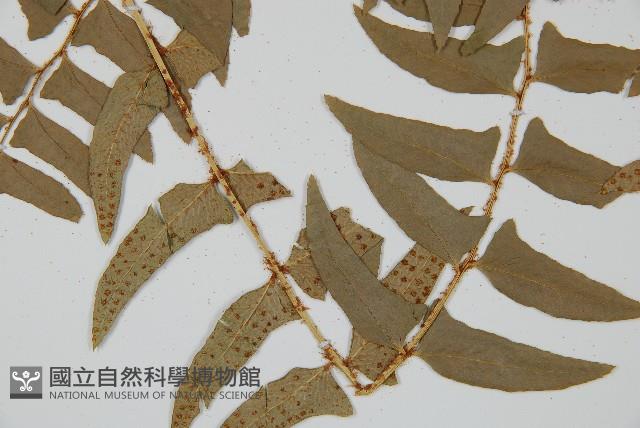 鐮羽貫眾藏品圖，第3張