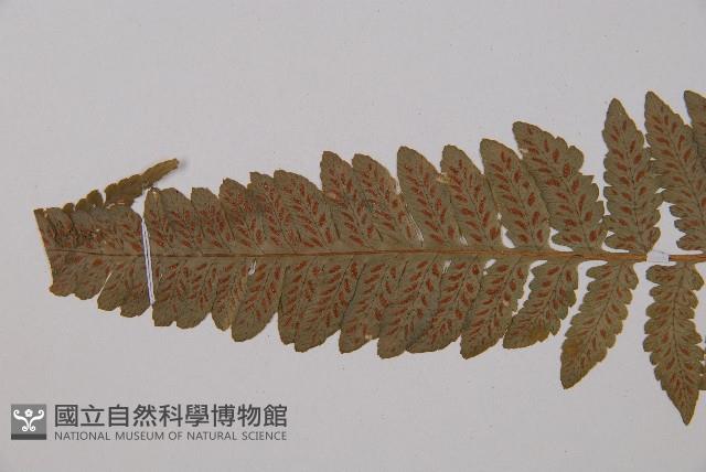 東洋蹄蓋蕨藏品圖，第3張