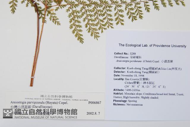 台灣小膜蓋蕨藏品圖，第2張