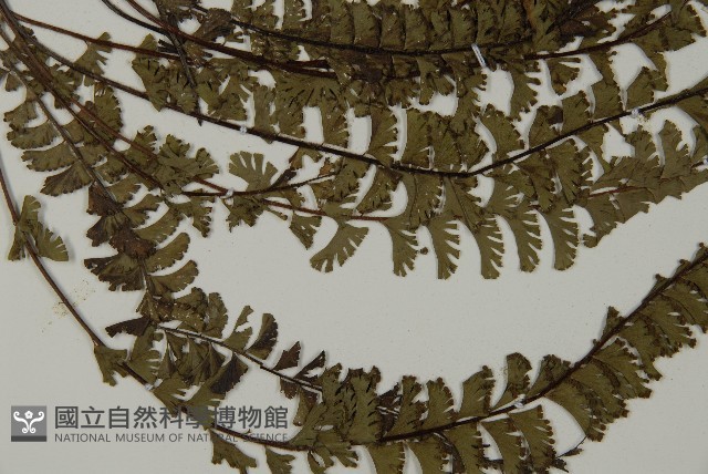 鞭葉鐵線蕨藏品圖，第3張
