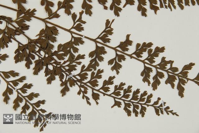 縮羽鐵角蕨藏品圖，第3張