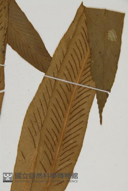 劍葉鐵角蕨、箭葉鐵角蕨藏品圖，第3張