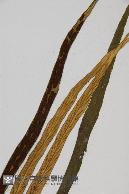 劍葉鐵角蕨、箭葉鐵角蕨藏品圖，第3張