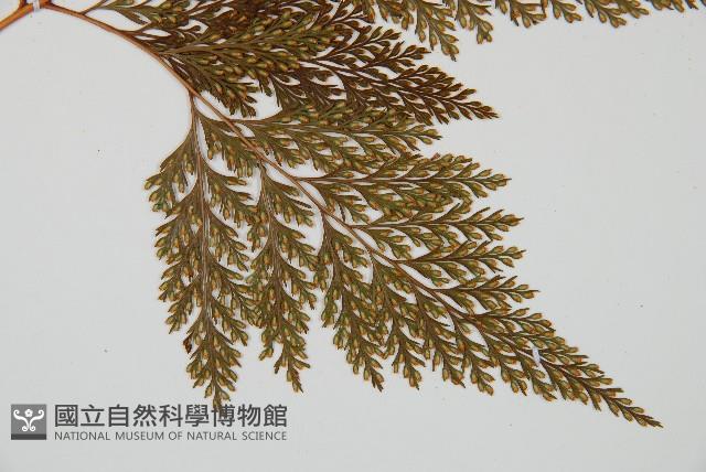 海州骨碎補藏品圖，第3張