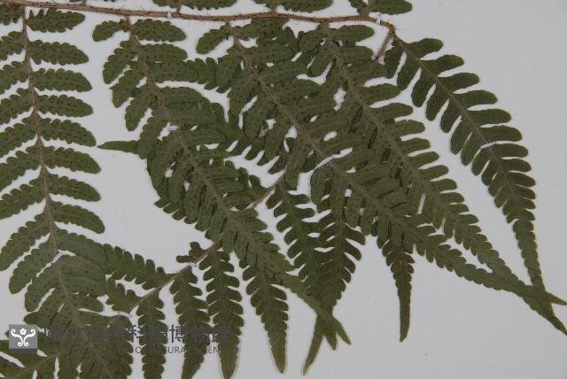 愛德氏肋毛蕨藏品圖，第3張