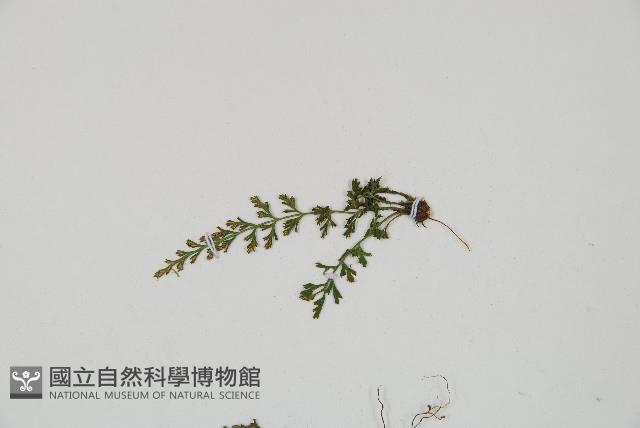 小葉鐵角蕨藏品圖，第3張