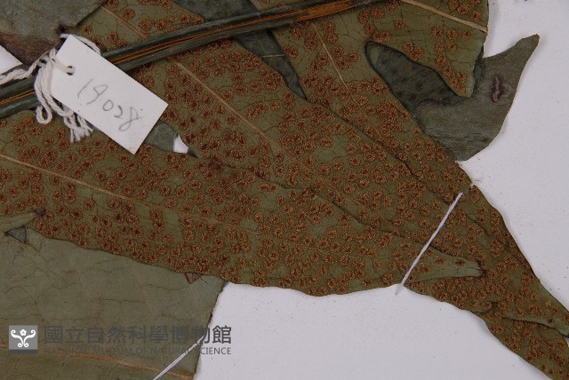 翅柄三叉蕨藏品圖，第6張