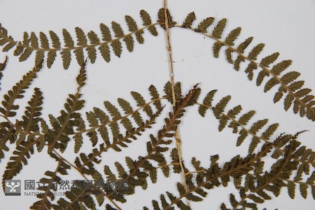 對生蹄蓋蕨藏品圖，第3張