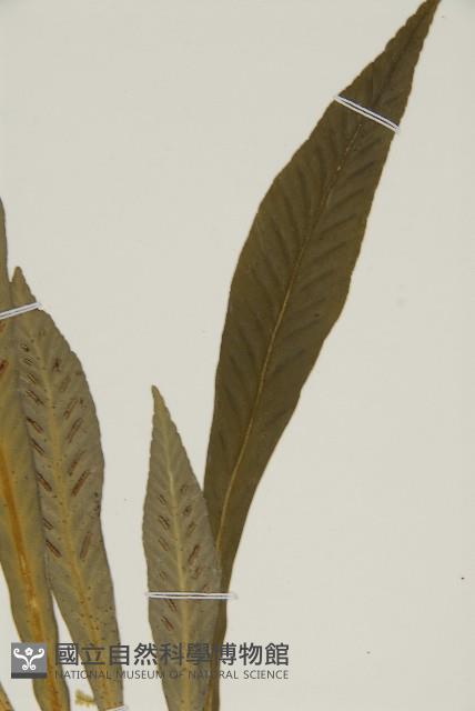 叢葉鐵角蕨藏品圖，第3張