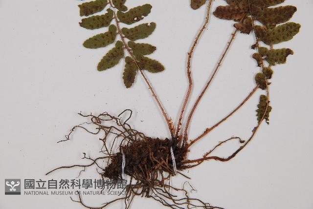 紅苞蹄蓋蕨藏品圖，第3張