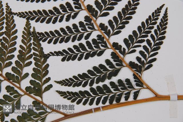 熱帶鱗蓋蕨藏品圖，第3張