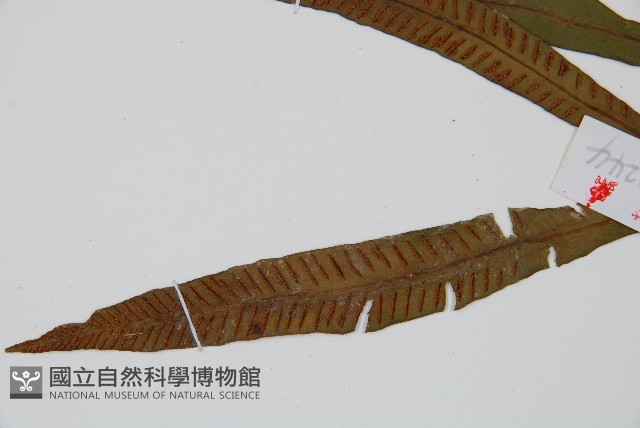 單葉雙蓋蕨藏品圖，第3張
