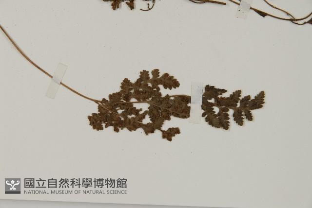 腫足蕨藏品圖，第3張