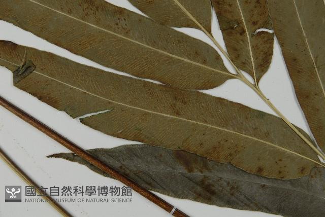 日本鳳丫蕨藏品圖，第3張