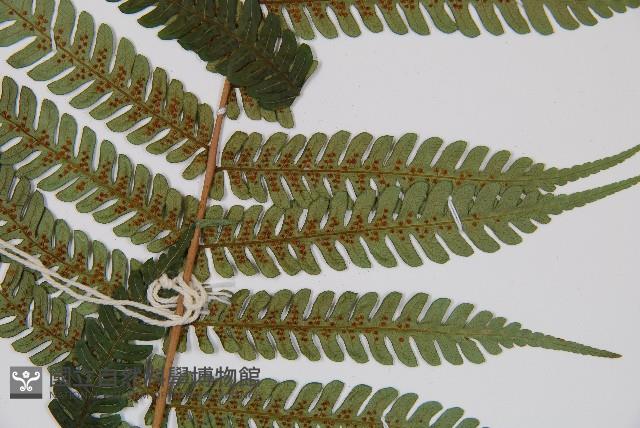 蘭嶼筆筒樹、蘭嶼桫欏藏品圖，第3張