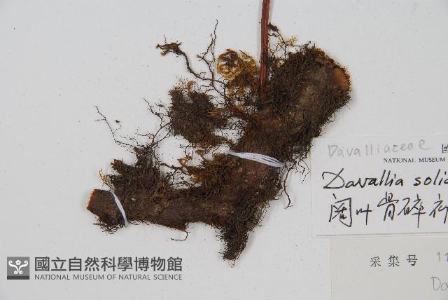 闊葉骨碎補藏品圖，第3張