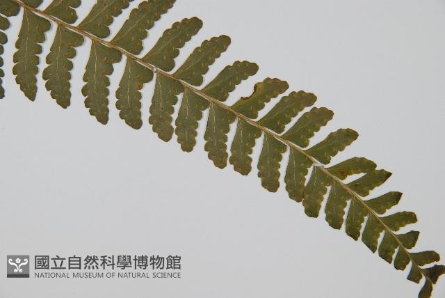 團羽鱗蓋蕨藏品圖，第3張