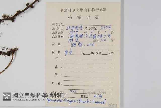 石葦藏品圖，第2張