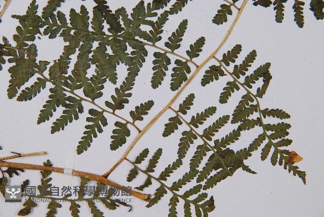 假冷蕨藏品圖，第3張