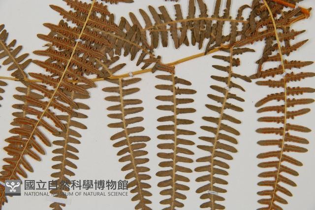 蕨藏品圖，第6張