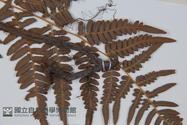 蕨藏品圖，第3張