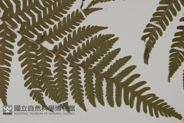 愛德氏肋毛蕨藏品圖，第3張
