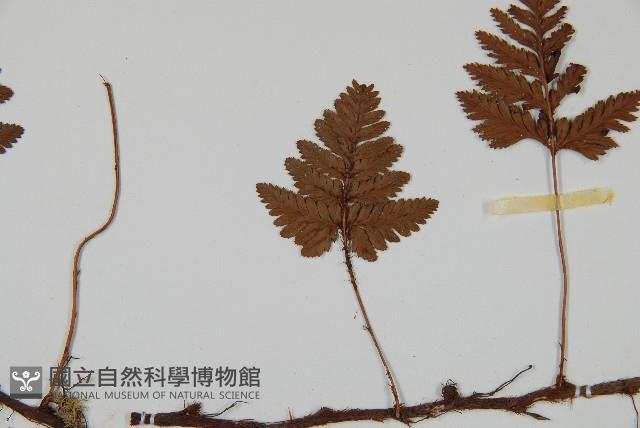 陰石蕨藏品圖，第3張
