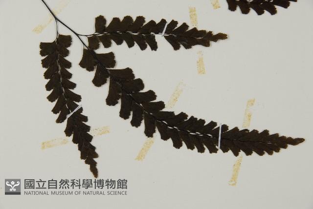 長尾鐵線蕨藏品圖，第3張