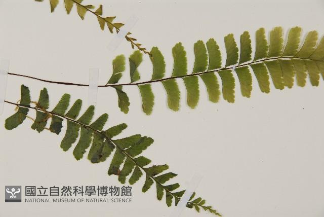 Accession Number:P011547 Collection Image, Figure 3, Total 5 Figures