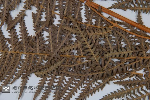 密毛蕨、巒大蕨藏品圖，第3張