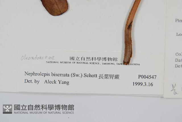 長葉腎蕨藏品圖，第2張