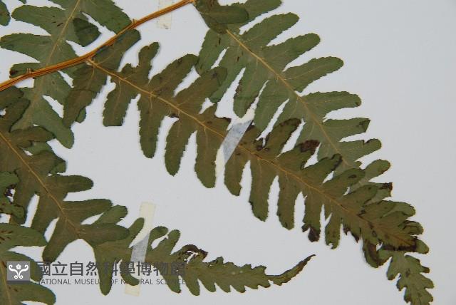 擬德氏雙蓋蕨藏品圖，第3張