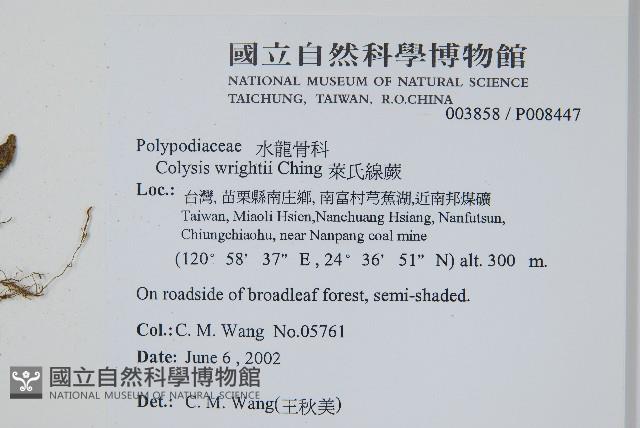 萊氏線蕨藏品圖，第2張