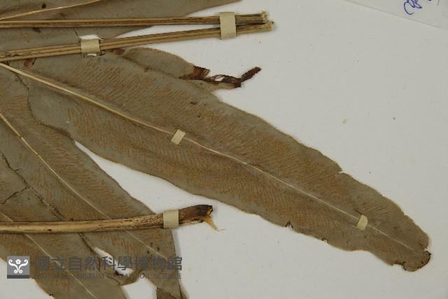 日本鳳丫蕨藏品圖，第3張