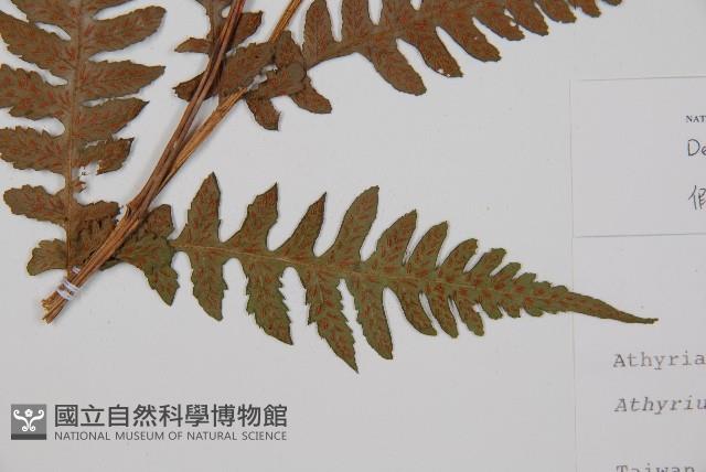 假蹄蓋蕨、東洋蹄蓋蕨藏品圖，第3張