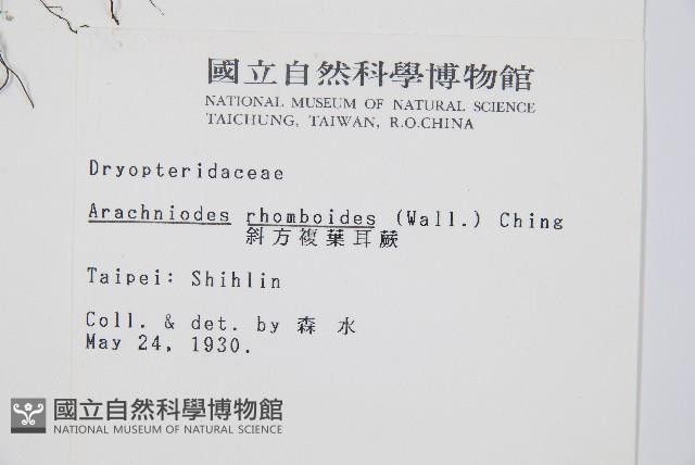 細葉複葉耳蕨藏品圖，第2張