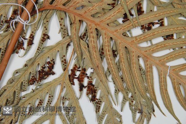 東方狗脊蕨藏品圖，第3張