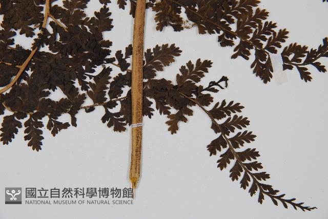稀子蕨藏品圖，第3張