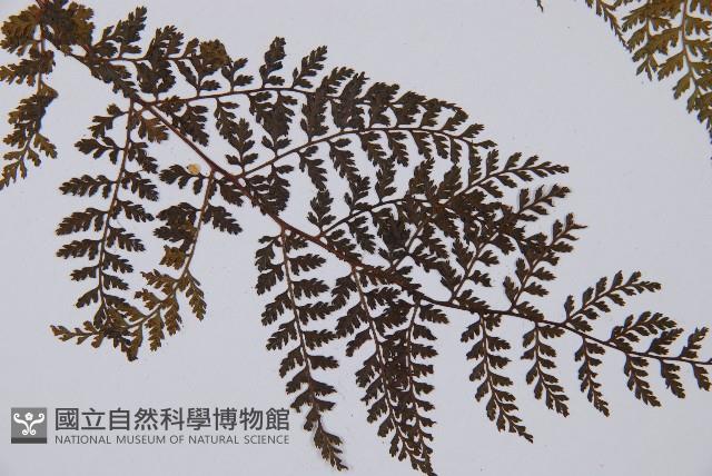 登錄號:P003647藏品圖，第3張