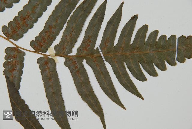 毛柄短腸蕨藏品圖，第3張