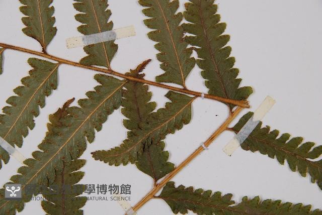 邊緣鱗蓋蕨藏品圖，第3張