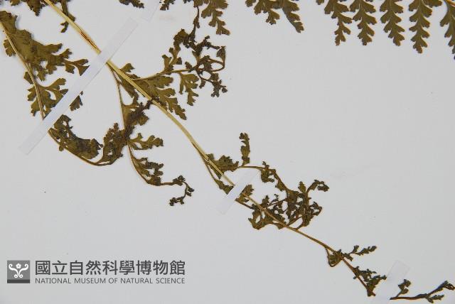 華南鱗蓋蕨藏品圖，第3張