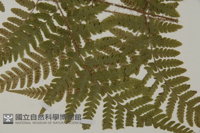 愛德氏肋毛蕨藏品圖，第3張