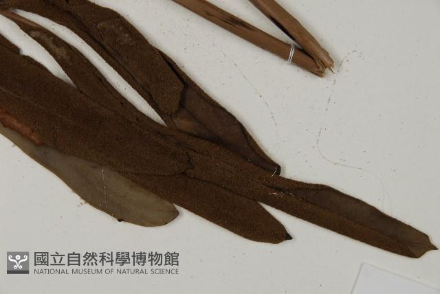 鹵蕨藏品圖，第6張